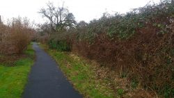 Hedge at Lilliput Park