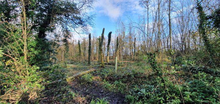 Monolithed ash trees at Wapley Bushes