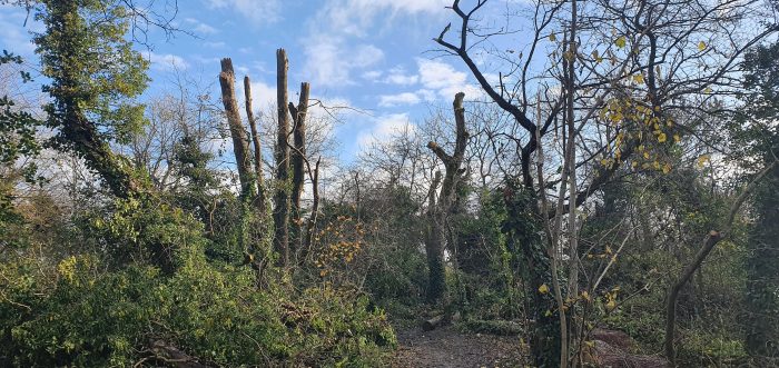 Monolithed ash trees at Wapley Bushes