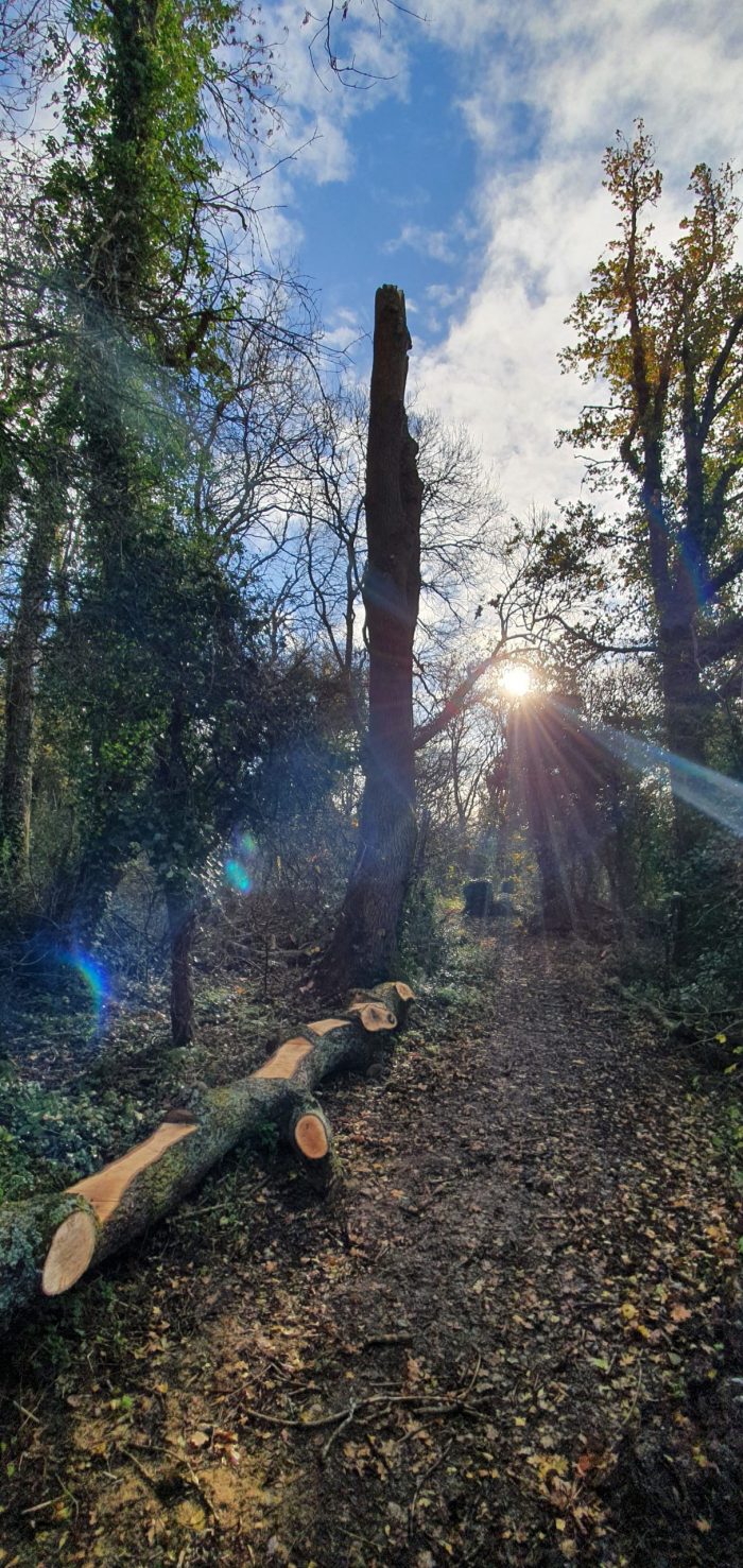 Monolithed ash tree and informal seat at Wapley Bushes