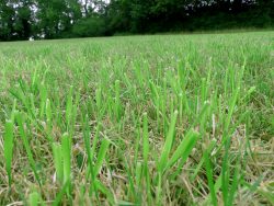 Cut grass at Wapley
