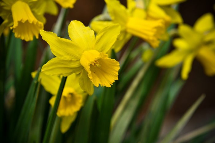 Image of daffodils