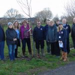 dedication of cliffs tree