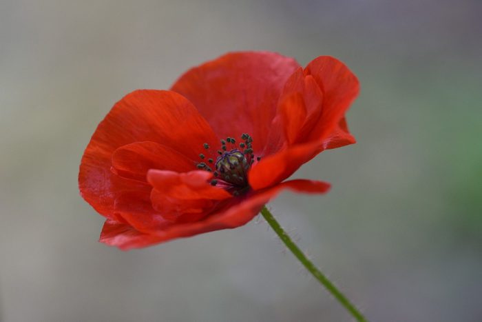 Image shows a red poppy 