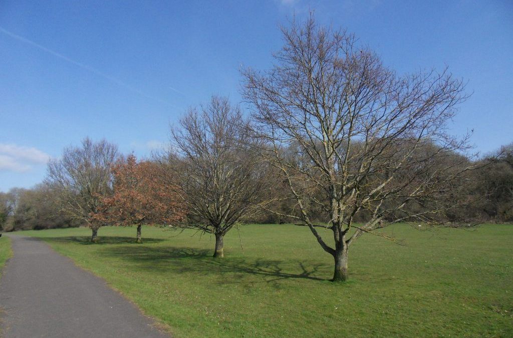 Opportunity to quote for tree works