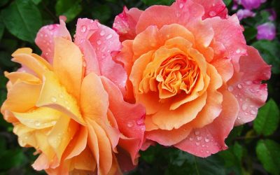 Dodington’s Garden of the Year 2024 – Results!