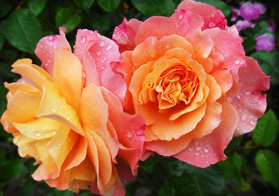Dodington’s Garden of the Year 2024 – Results!