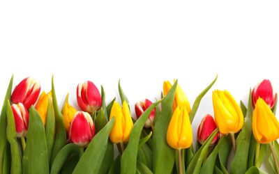Free events coming up this Spring at Yate Heritage Centre