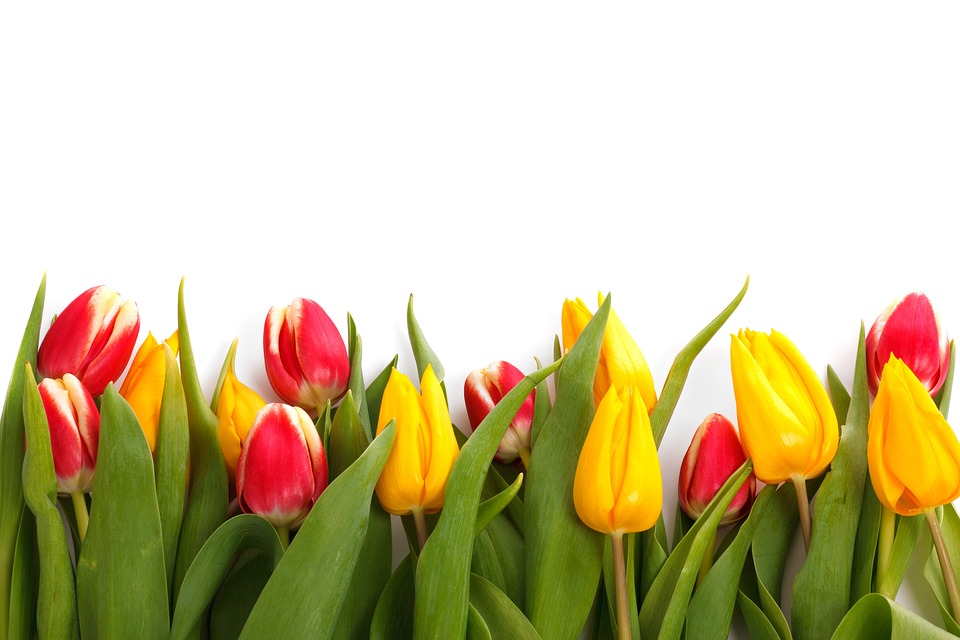 Line of bright flowers against a white background.