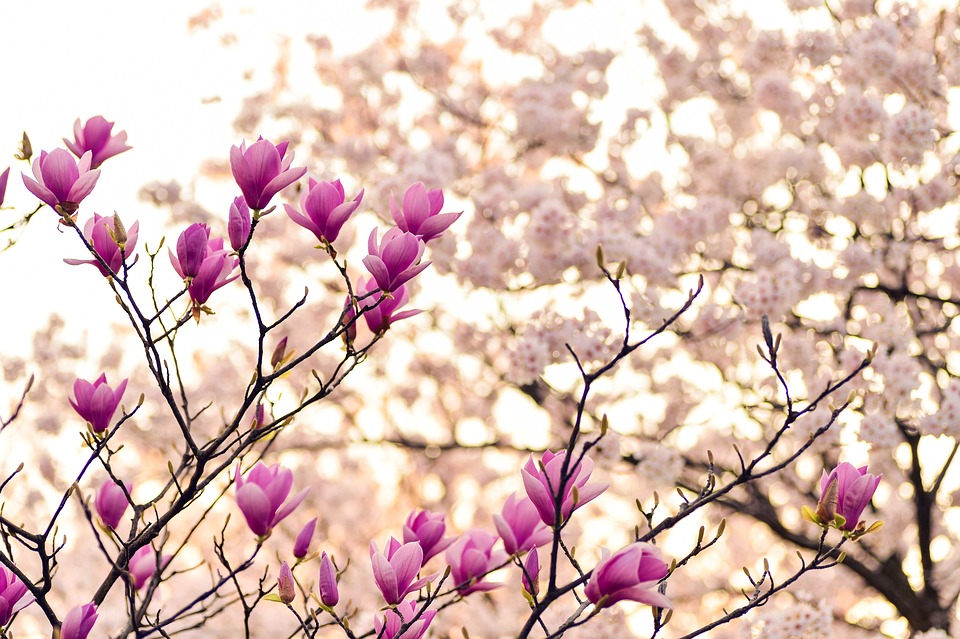 Magnolia pink and white petals