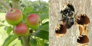 Orchard apples and leafcutter bee