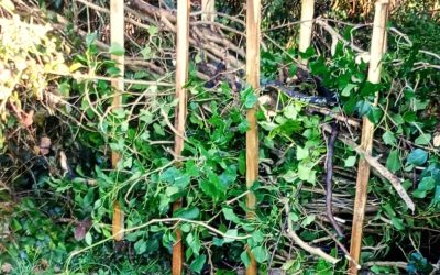 Wapley Bushes Protect Our Dead Hedging